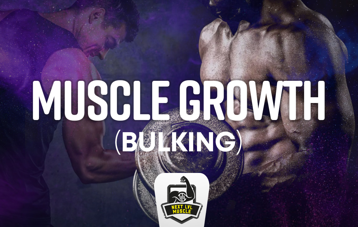Muscle Growth (Bulking)